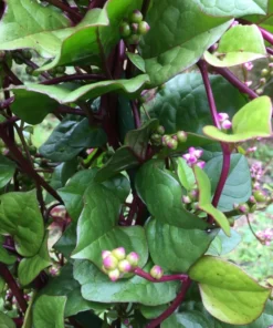 Red Malabar Spinach Seeds - 30 Seeds - Free Shipping - Organic
