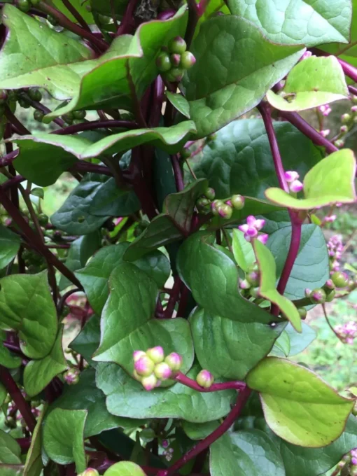 Red Malabar Spinach Seeds - 30 Seeds - Free Shipping - Organic