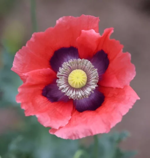 Red Poppy Seeds - Ornamental & Culinary Annual Flower Seeds - Free Ship