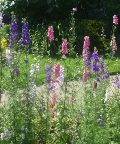 Rocket Larkspur Seeds - 1000 Seeds for Garden Planting