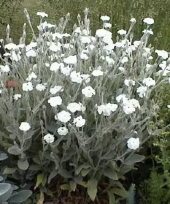 Rose Campion Seeds White Flower 50+ Seeds FREE SHIPPING
