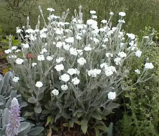 Rose Campion Seeds White Flower 50+ Seeds FREE SHIPPING