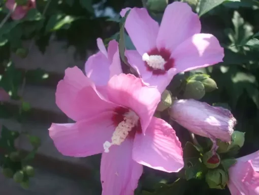 Rose of Sharon Hibiscus Seed Mix - 90+ Seeds - White, Red, Pink Variety
