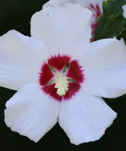 Rose of Sharon Hibiscus Seed Mix - 90+ Seeds - White, Red, Pink Variety