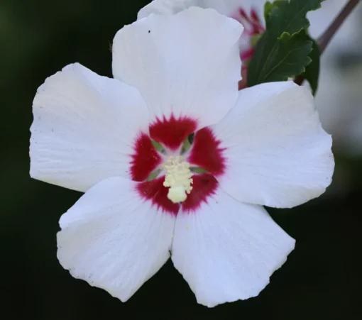 Rose of Sharon Hibiscus Seed Mix - 90+ Seeds - White, Red, Pink Variety