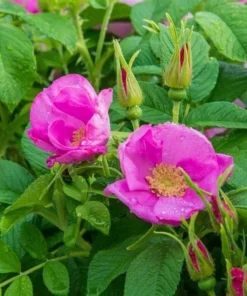 Rugosa Rose Seeds - 30 Pink Hardy Rose Seeds - Free Shipping