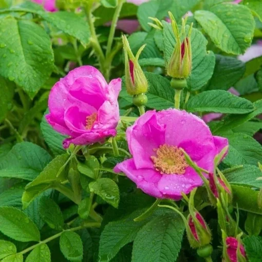 Rugosa Rose Seeds - 30 Pink Hardy Rose Seeds - Free Shipping