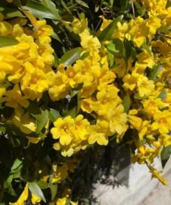 Yellow Jasmine Plant Live Jasmine Vine 4-6 Inches Climbing Flower Plant