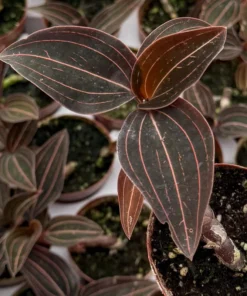 Live Jewel Orchid Plant - Ludisia Discolor 3