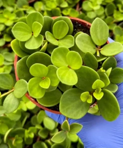 Peperomia Hope String Plant Live 4 Inch Pot Indoor Rare