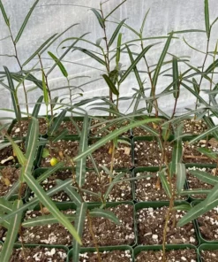 Queensland Bottle Tree - Brachychiton rupestris Live Plant - 4 Inch Pot - Unique Specimen