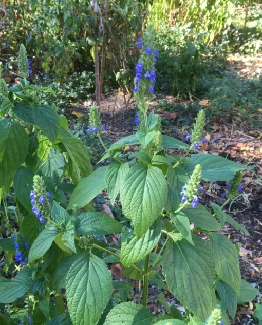 Salvia Hispanica Chia Seeds - 800+ Culinary & Medicinal Seeds - Free Shipping