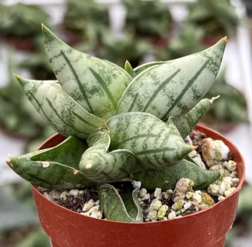 Sansevieria Bonji Plant - Rare Succulent Live Plant 3 inch Pot - Unique Home Decor