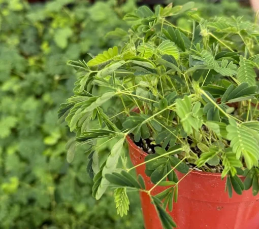 Sensitive Plant Mimosa Pudica Touch-Me-Not Live Plant 4 Inch Pot