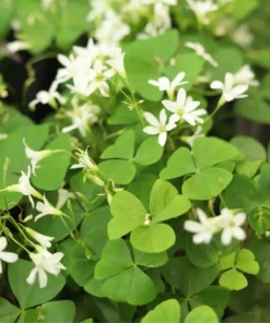 Shamrock Plant Live Green Oxalis - 4 Inch Pot - Lucky Indoor Plant