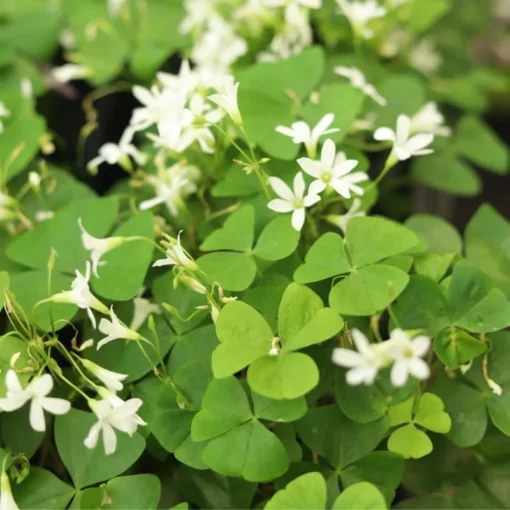 Shamrock Plant Live Green Oxalis - 4 Inch Pot - Lucky Indoor Plant