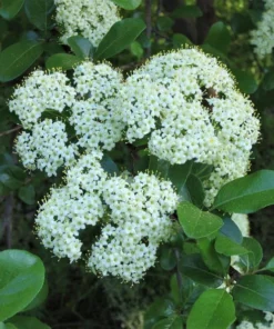 Southern Black Haw Viburnum Native Shrub Quart Pot Deciduous