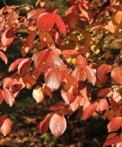 Southern Black Haw Viburnum Native Shrub Quart Pot Deciduous