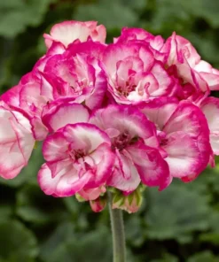 GERANIUM Tango Strawberry Ice Plant - 4