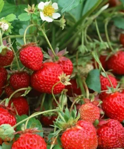 Strawberry Plants Set - 3 Sweet Strawberry Plants for Planting & Growth