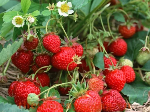 Strawberry Plants Set - 3 Sweet Strawberry Plants for Planting & Growth