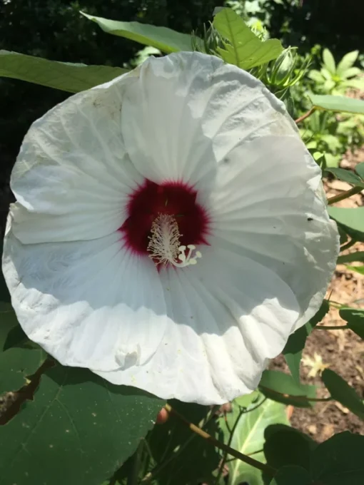 Swamp Rose Mallow Seeds - Hardy Hibiscus Moscheutos Crimson-eyed Rose - 60 White Seeds
