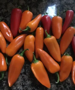 Sweet Mini Pepper Seeds - 25 Orange Lunchbox Snack Peppers for Home Garden