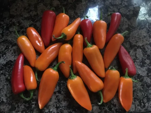 Sweet Mini Pepper Seeds - 25 Orange Lunchbox Snack Peppers for Home Garden