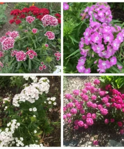 Sweet William Dianthus Barbatus Seeds - 300+ Heirloom Flower Seeds