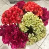 Celosia Cristata Mix Seeds - Cockscomb Flower Seeds - 150 Seeds