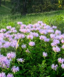 Bee Balm Seeds Wild Bergamot Monarda - Purple Shades - 100 Seeds