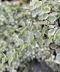 Dischidia Million Hearts Trailing Succulent Live Plant - 3 inch Pot - Unique Indoor Plant