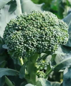 Waltham 29 Broccoli Seeds - Non-GMO High Yield Vegetable Seeds