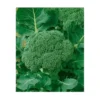 Waltham 29 Broccoli Seeds - Non-GMO High Yield Vegetable Seeds
