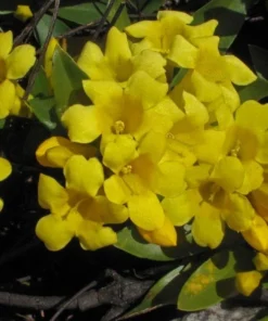 Yellow Jasmine Plant Live Jasmine Vine 4-6 Inches Climbing Flower Plant