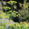 Bouquet Dill Seeds - Heirloom Variety - 100 Seeds - Crop of 2025