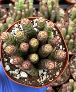 Baby Necklace Succulent Plant - Live Succulent - Easy Care Indoor Plant