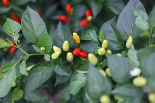 Tabasco Chili Pepper Seeds - 35 Seeds, 2025 Crop, Free Shipping