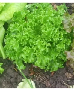 Tango Lettuce Seeds - 400 Seeds - Perfect for Home Gardens