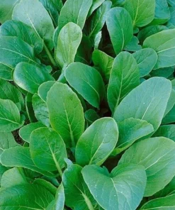 Tatsoi Black Knight Mustard Seeds - 200 Seeds - Free Shipping