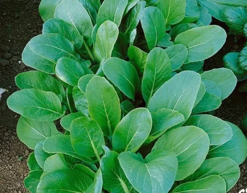 Tatsoi Black Knight Mustard Seeds - 200 Seeds - Free Shipping