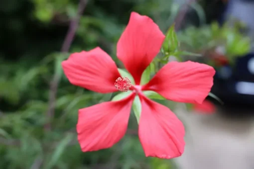 Texas Star Hibiscus Red Seeds - Hibiscus Coccineus - 30 Seeds, 2025 Crop