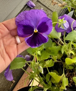 Two Toned Pansy Live Plant Set - 2-4 Inch Flower Plants in 3