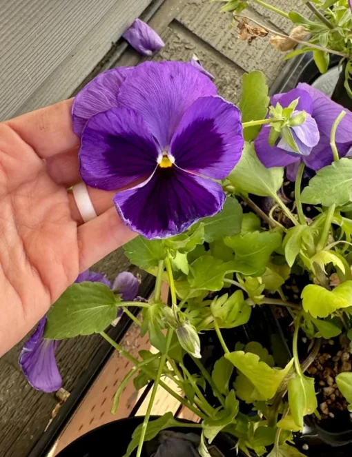 Two Toned Pansy Live Plant Set - 2-4 Inch Flower Plants in 3" Pot