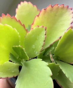 Mother of Thousands Plant - Kalanchoe Daigremontiana - Live Plant - 2/4