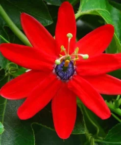 Red Passion Flower Vine - Live Passiflora Plant - 4-6 Inch Tall Fragrant Vine