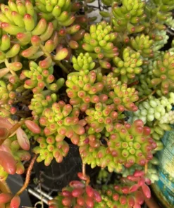 Sedum Rubrotinctum Aurora Live Succulent Plants 2