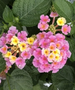 Lantana Pink Plant Set - Two 4-inch Pots - Outdoor Live Plants