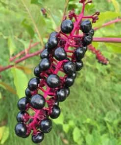 Pokeberry Seeds - Phytolacca americana - Free Shipping