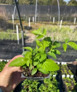 Sweet Autumn Clematis Vine - Fragrant White Flowers - 4 inch Pot - Climbing